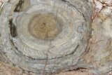 Polished, Cambrian Stromatolite (Conophyton) - Australia #92875-1